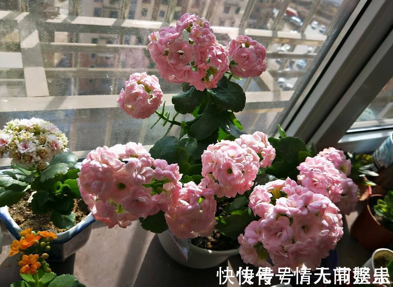 吉祥|12种花,建议养一盆,不仅吸收废气,还有“旺财添福”的美好寓意