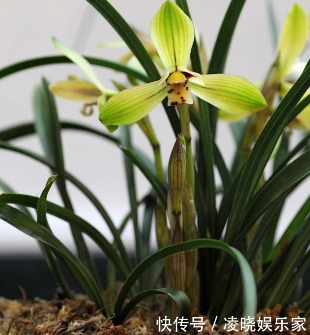 软质料|养兰花做好“4步”,叶子不干尖,生长旺盛,新芽多,开花才棒