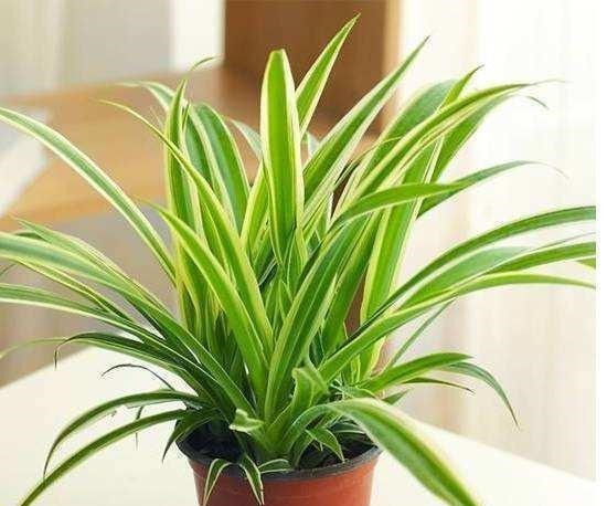 这6种花卉，越是忘记浇水，越容易长爆盆，新手和懒人都爱种