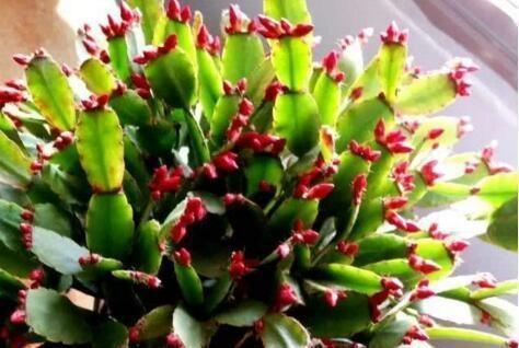 蟹爪兰开完后,7天喷次“促花水”,40天后又“爆盆”,开完还开