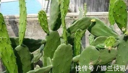 仙人掌|5种花都可“当药用”，养一盆，需要摘一点，再不怕有“小毛病”