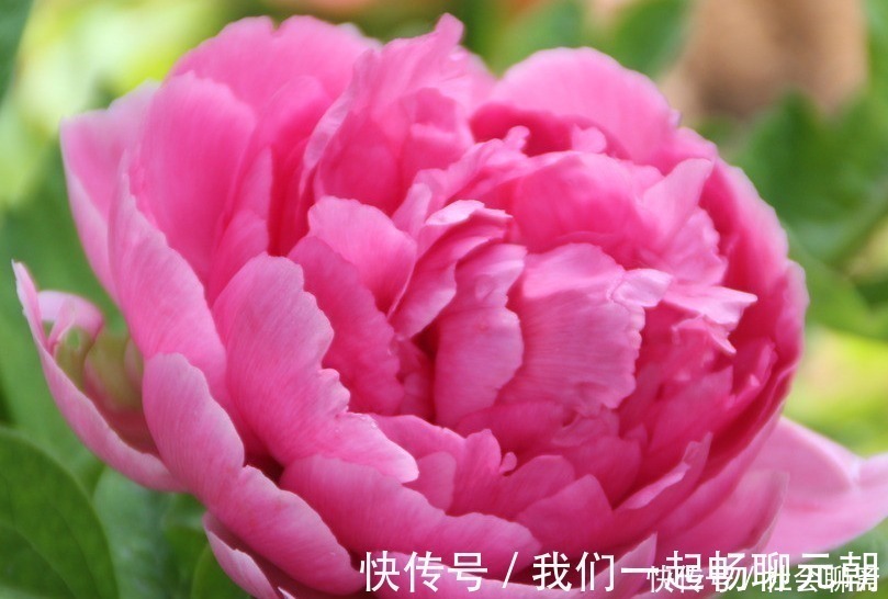 花王|此花属于中国十大名花,曾作为中国的国花,被尊誉为“花王”