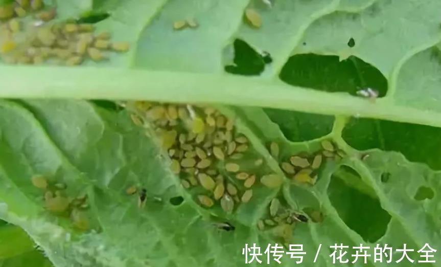 夏季|夏季养花,生了小腻虫该怎么办?学会这3招,“去根”不难