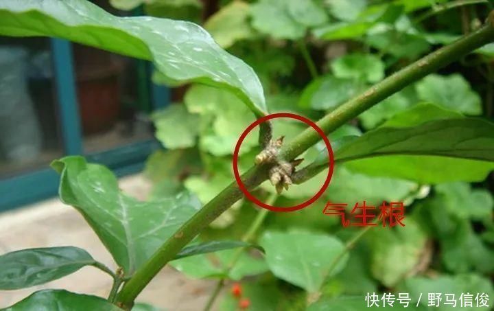 红掌|茉莉花扦插有机关,砍这一段枝条,插土里3天就活