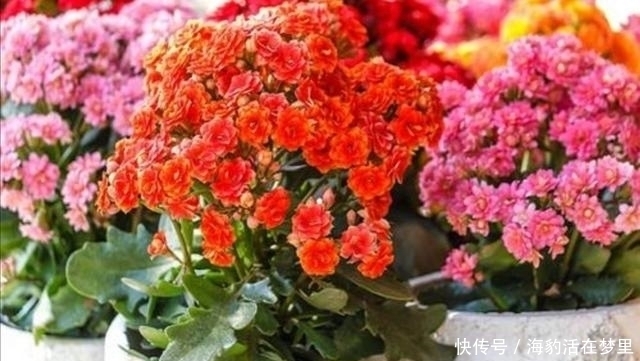 金钱树|春节什么花值得买,6种寓意吉祥、财运亨通的花卉,新年养上一盆