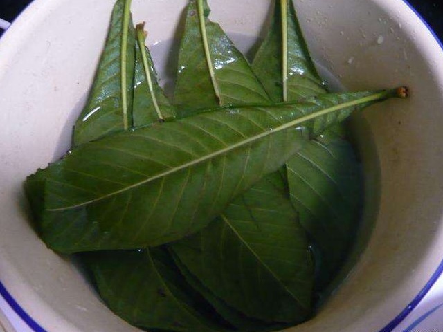 玻璃杯|中医建议农村常见的3种叶子,见了收好,止咳用它,百试百灵