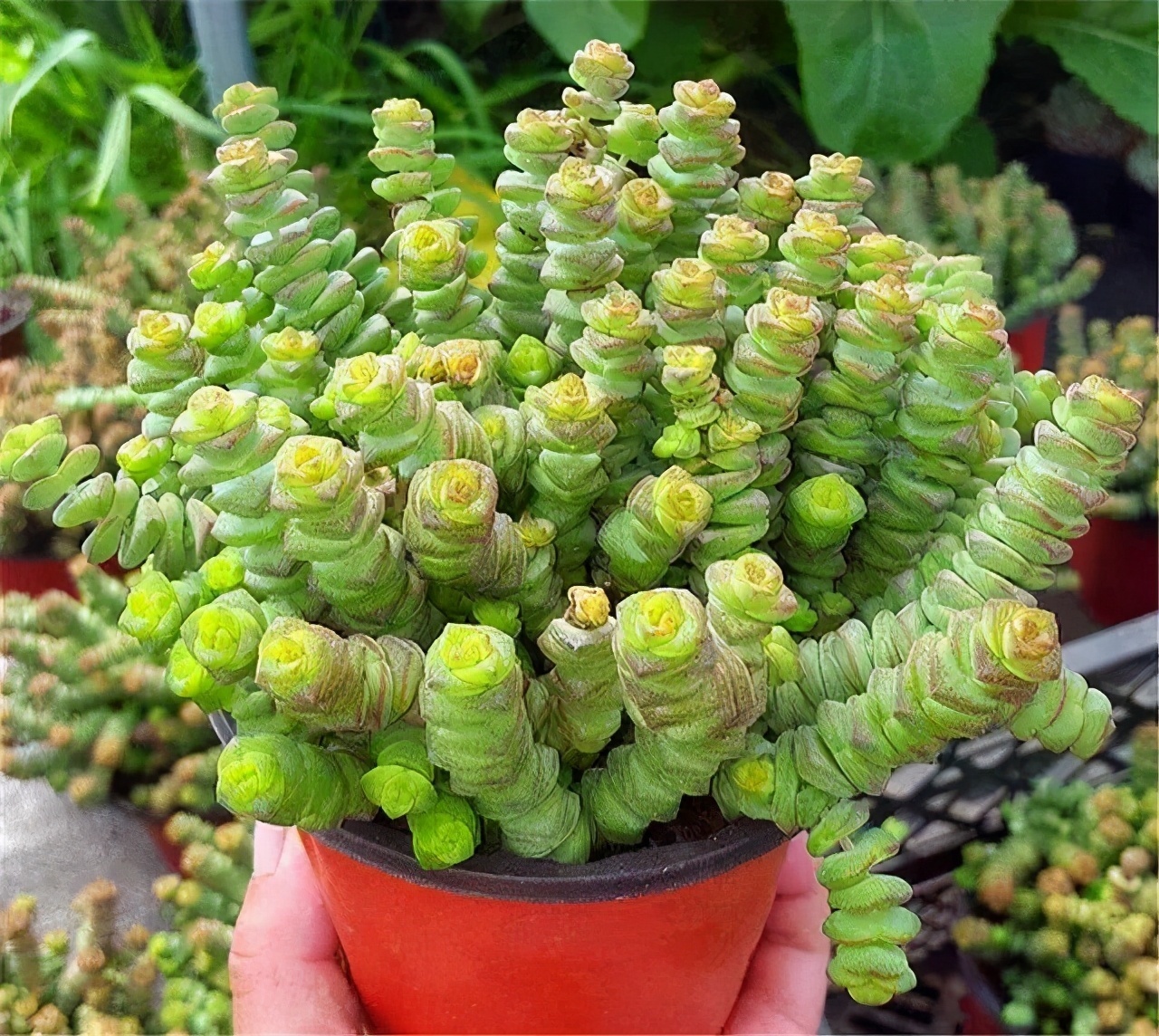 发财树|七种带“钱”的花,好看又好养,寓意吉祥,财源滚滚,建议养一盆