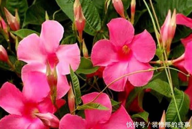 “4种花”很适合养客厅，高贵优雅，花大色艳，全年开花不断