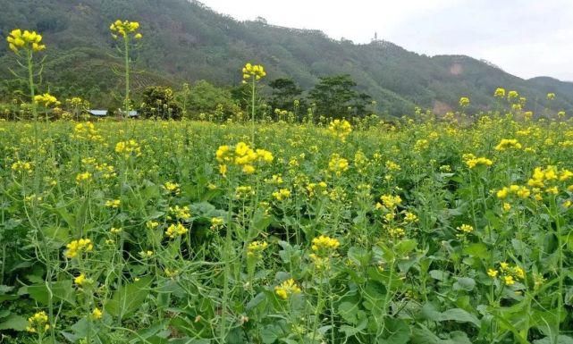 花开好了！来高明，等你～