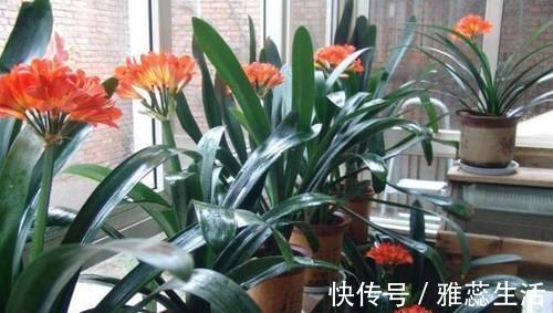 喜欢养花,买一盆烂一盆?问题出在这里,跟着养护专家学起来