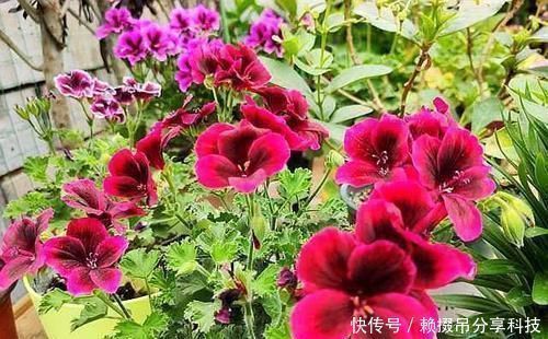 10年老花农的养花秘诀土里埋个塑料瓶,施肥没味长得旺