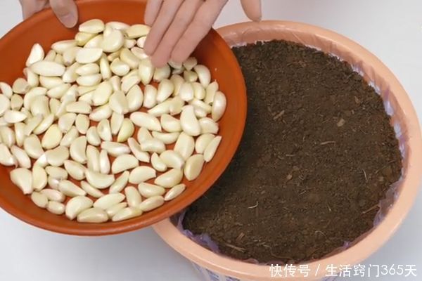 泥土|在垃圾桶里装满泥土，一年能省好多钱，可惜城里人知道的没几个！