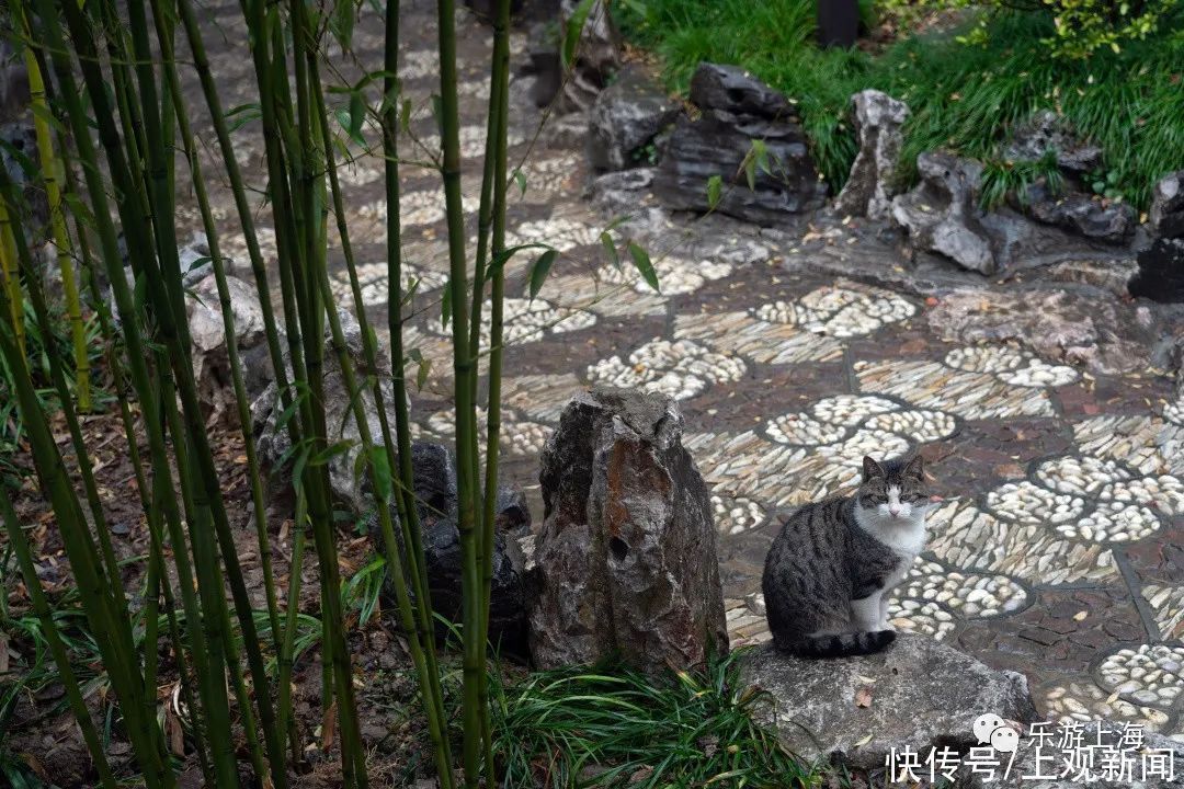 微音|“亭台到处皆临水，屋宇虽多不碍山”！古猗园有着怎样的建筑魅力？