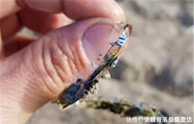 小伙钓上一条鱼,拍照发布上网后,引来无数网民强烈谴责