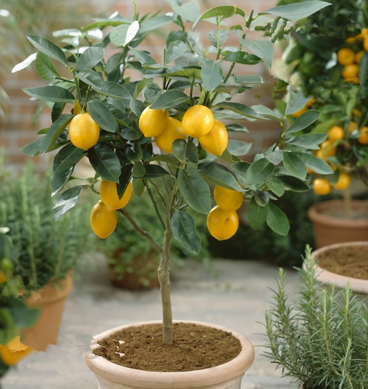 家里养盆“杀菌”花,精神轻松又清香,老中医经常养,错不了