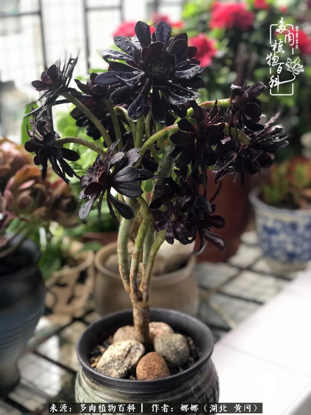 遇上多肉,遇上美好,情不知所起,一往而深!