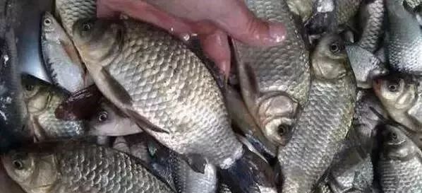 只要5个蛋,能把整个鱼塘钓光光,莫不信,新手用了一天钓258斤