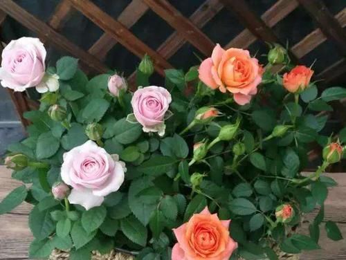  生活态度|养花上瘾怎么办？不要急，这是一种新的生活态度