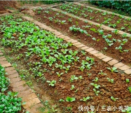 种植的青菜容易生虫子，有什么方法是不打农药就能消灭虫子