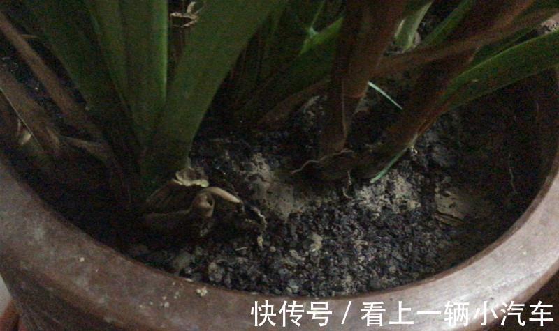 养兰花,不要做此2点,不然肯定没花看