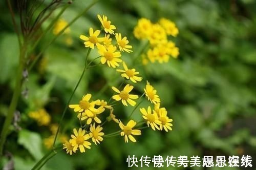 银杏果|4种中药别乱吃!已被医生列入伤肝“黑名单”,伤肝又伤肾