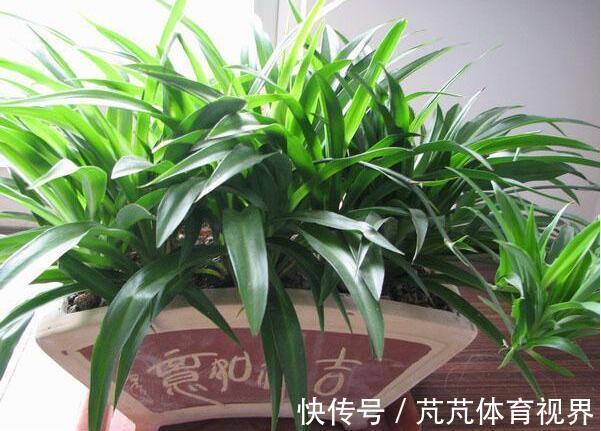 几种植物,极耐阴湿环境,即使摆放阴暗卫生间也能轻松就爆盆