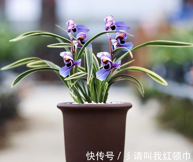 兰花界新宠,矮种—紫月荷,开花后自带仙气,百看不厌,百赏不倦