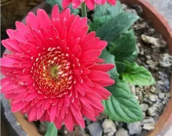 仙客来|这些花草不要往叶面上喷水,否则只剩下花盆