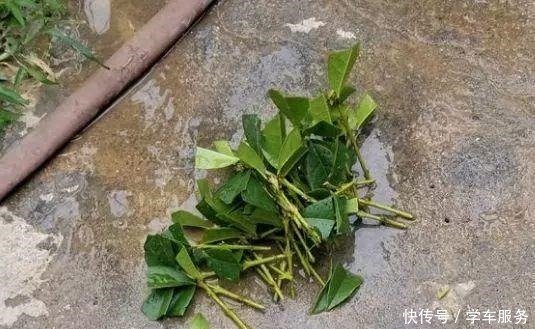 3种花,就得趁现在扦插,再晚就不生根了!3种花,就得趁现在扦插,再晚就不生根了!