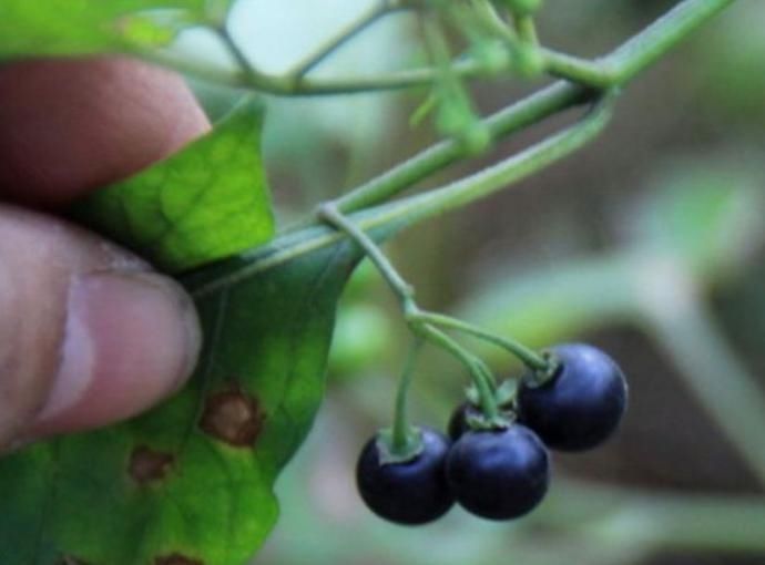 药用价值|这种“黑色果实”原来是“解毒之王”,家里种一棵,药费省不少