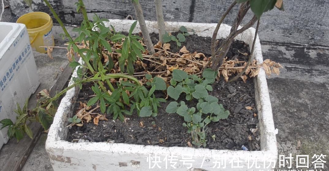 筷子|塑料瓶上绑2根筷子, 这个作用太棒了, 解决了很多家庭的烦恼