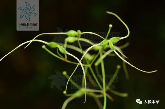 脑瘤|金剪刀,剪掉你的风湿性关节炎、深部脓肿