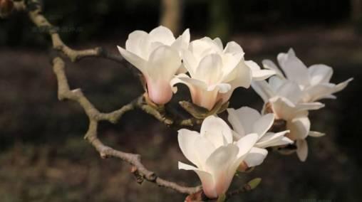 石斛兰|最全的兰花大鉴赏,看看你都见过几种兰花!