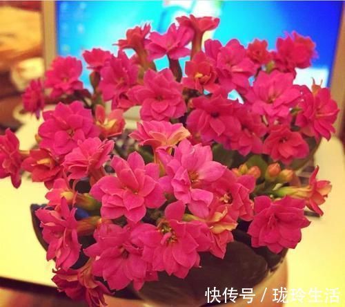 养护|过新年，养此7种富贵花，开花红红火火，好运滚滚来
