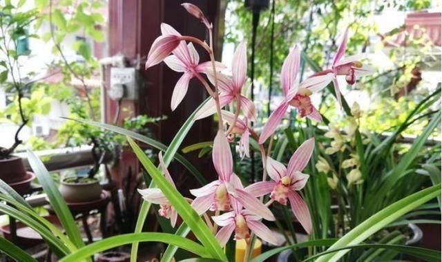 什么啤酒水、淘米水都不如一种水,比花肥还管用,养啥花都爆盆