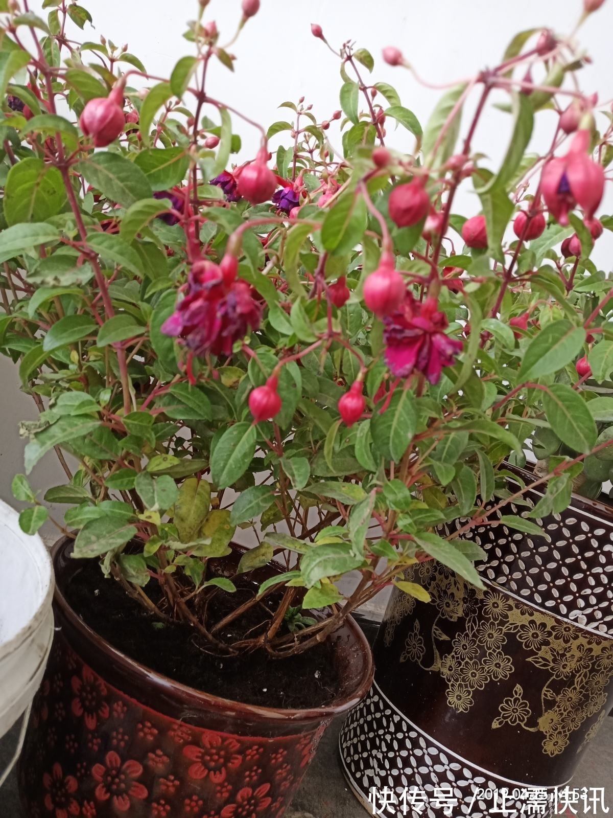 为啥你换盆后花草都蔫了这几件事没做好，分分钟叶子掉光变秃头