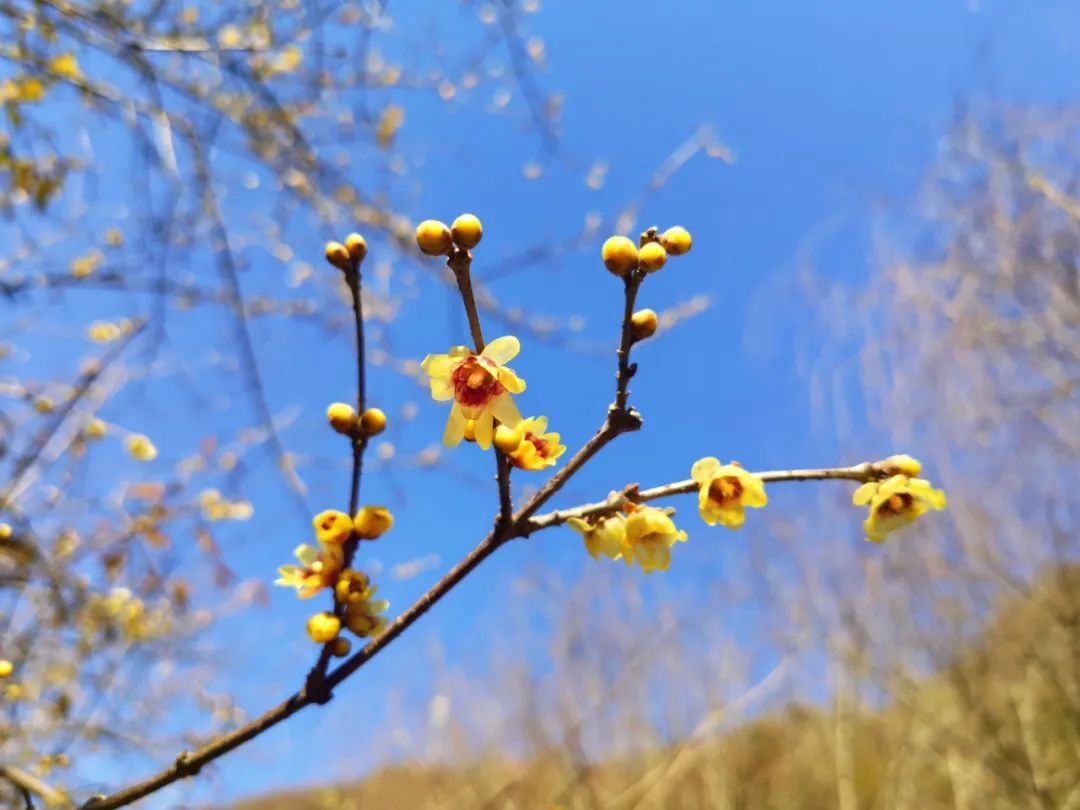 花事|2022年湖北第一场花事来了！快收好这份赏蜡梅地图