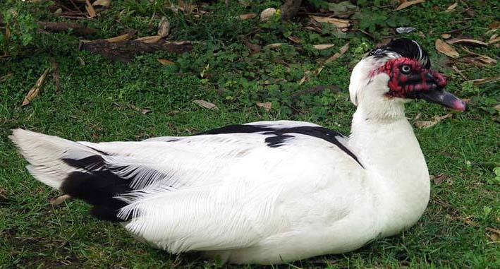 商品番鸭|商品番鸭和种番鸭的饲养管理技术