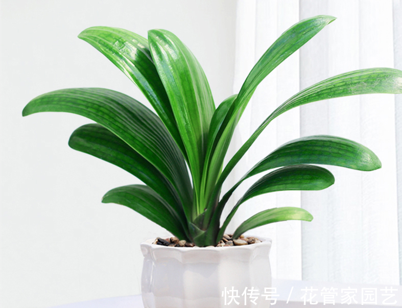 腐叶土+|园艺师教你君子兰怎么养,学会这五点,叶子绿得发亮,开花又多又大