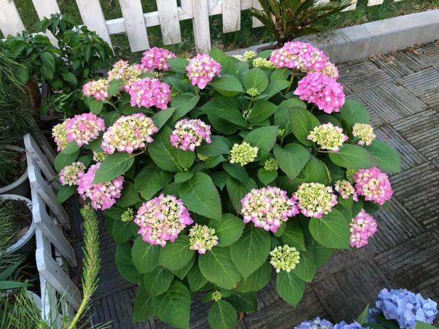 悄悄告诉你，此5种花，掐个叶就生根，懒人都能养开花