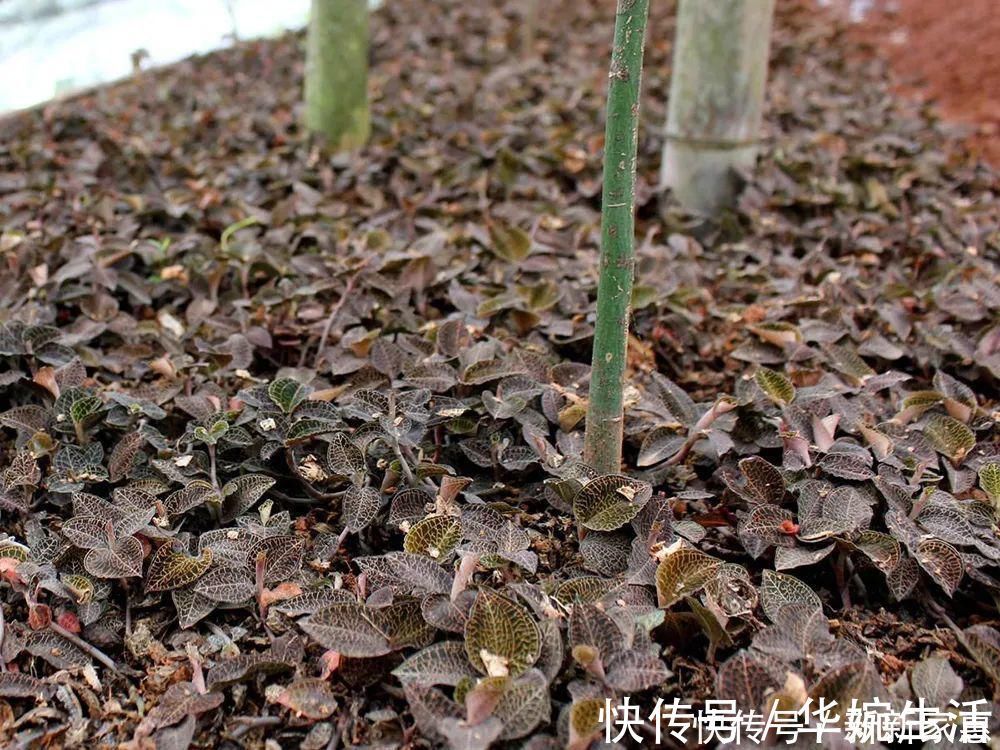 金线莲|此草一斤上千元,在民间被誉为“草中黄金”,真有那么神奇吗?