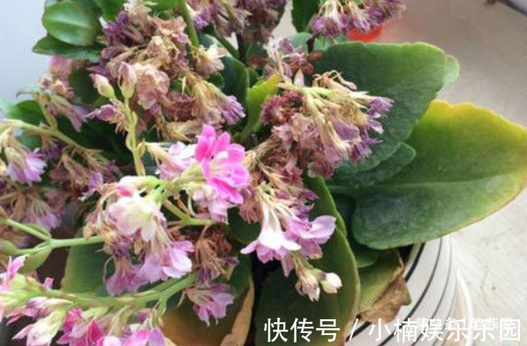 容易被水浇死的“14种花”，手太勤反而养不活