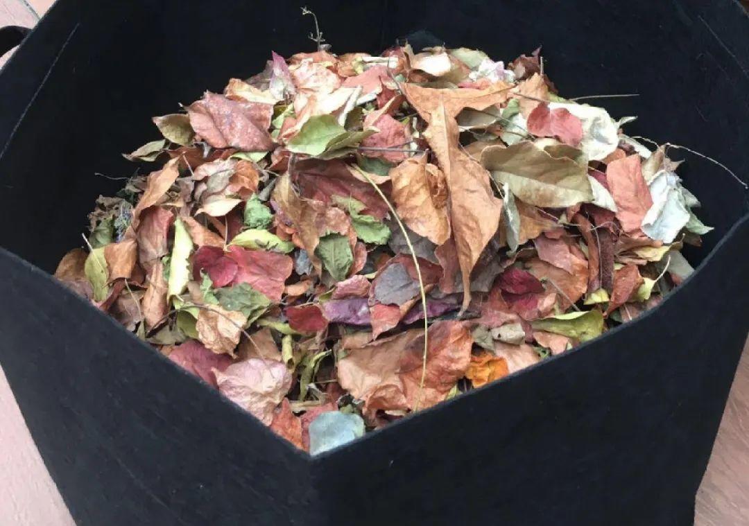 10个偏方,能省不少钱,把花养的又肥又壮