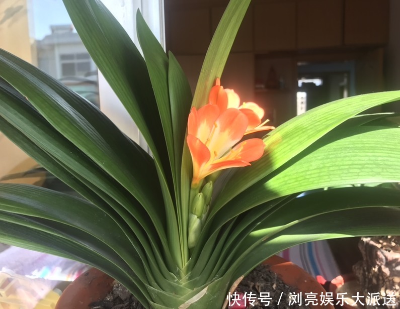 花友|君子兰养了10年不开花,就是这个原因,看完就明白了!