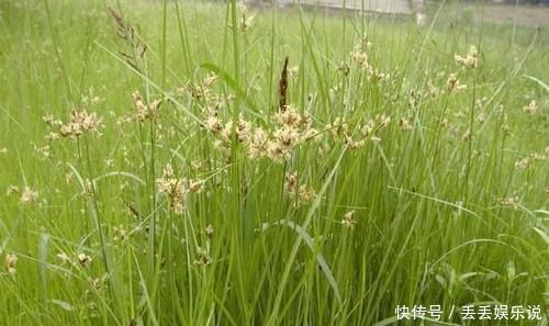 饮食积滞|农村一种草被称为“光棍草”，别嫌弃它，可谓全身都是宝！