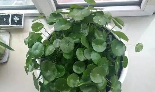 客厅2个地方,千万别养花,不能忽视,养了也尽快搬走