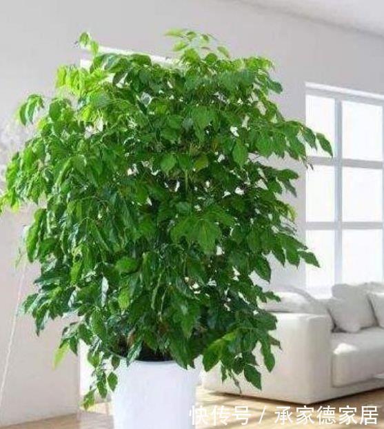 阳台养花就选4种,沾点水就疯长,开花勤还爱爆盆,美