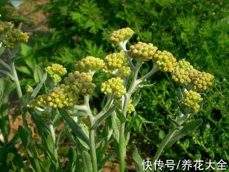 野草|农村3种常见野草，是不可多得的中草药，别小瞧了