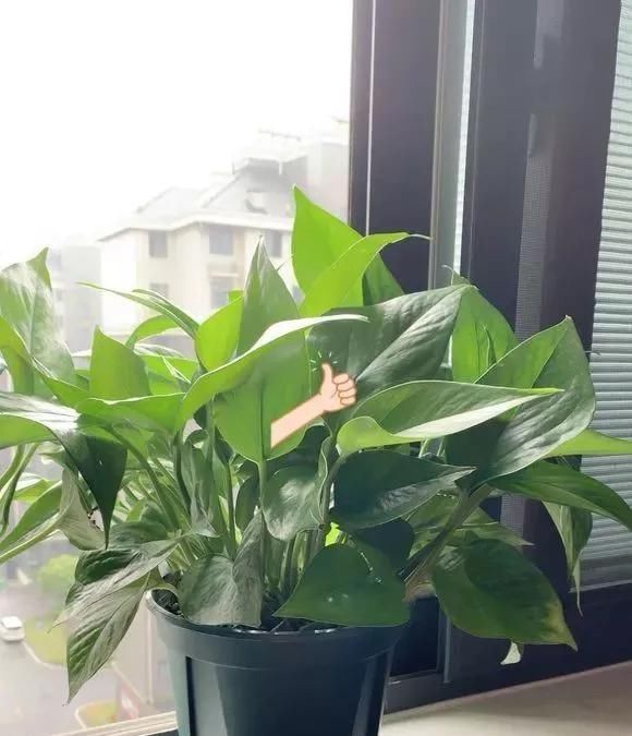 这四种酸水浇花,1个月浇一次,叶子浓绿、开花稠密