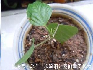 秋天6种花随便扦插都能活，生根发芽快，家里已经没空花盆啦